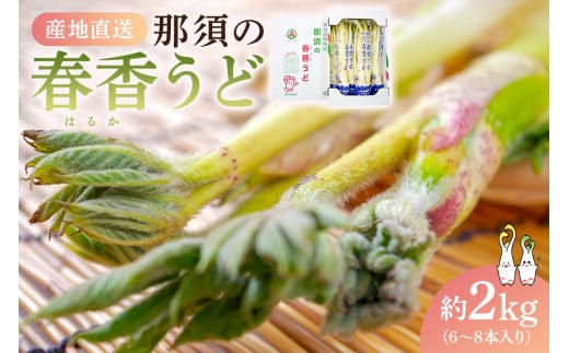 【数量限定】JAなすの産地直送　那須の春香うど　1箱(約2kg/6～8本入り) ns084-003 【山菜 旬野菜 特産品 名産品 独活 ウド 天ぷら】