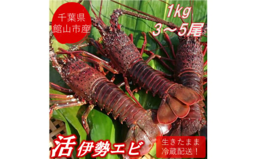 ＜先行予約＞＜金曜日発送＞漁師直送!千葉県館山産 天然『活』伊勢海老　1kg(3～5尾)【1532962】 1437853 - 千葉県館山市