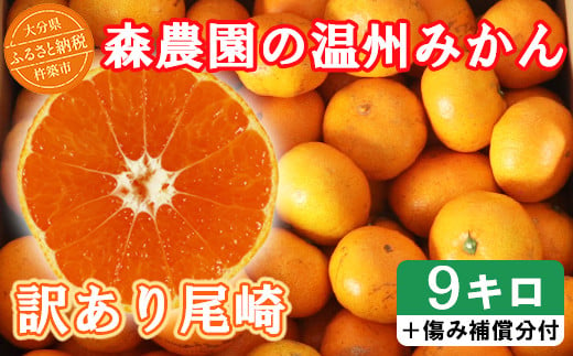 【訳あり品】森農園の温州みかん 尾崎 9kg＋傷み補償分200g ／ ミカン みかん 柑橘 9kg 柑橘類 訳あり フルーツ 先行予約 12月 年内発送 年内配送 温州みかん ＜162-001_6＞