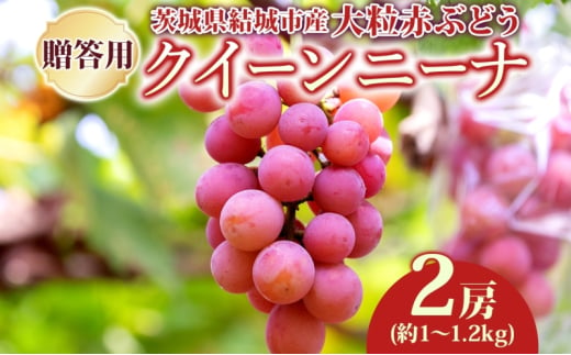 贈答用 クイーンニーナ 2房 約1.0～1.2kg 葡萄 ブドウ ぶどう 赤ぶどうの 大粒 種なし フルーツ 果物 産地直送 新鮮 ジューシー お取り寄せ ギフト 国産 埼玉県結城市 [№5802-1033]