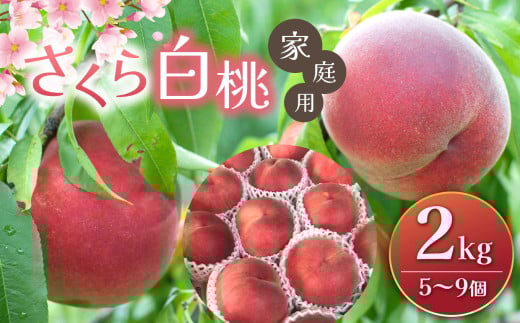 さくら白桃 2kg(5個～9個)｜ふるさと納税 信州 松本 白桃 もも 桃 果物 フルーツ 甘い おすすめ 家庭用 1444910 - 長野県松本市