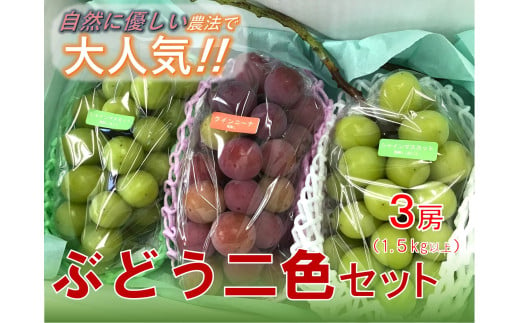 ＜25年発送先行予約＞【自然に優しく美味しい葡萄2色セット３房】栽培期間中の農薬削減で美味しいシャインマスカットと赤葡萄(１.５kg以上) ALPEF010