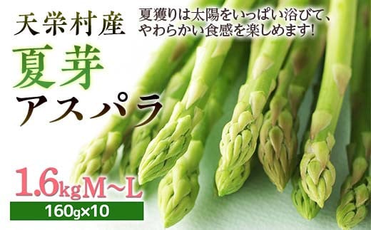 【先行予約】 ≪天栄村産≫ 夏芽アスパラM～Lサイズ 1.6kg F21T-071