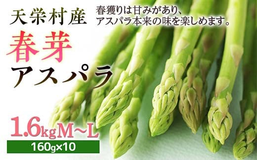 【先行予約】 ≪天栄村産≫ 春芽アスパラM～Lサイズ 1.6kg F21T-070