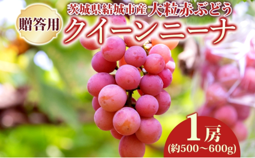 贈答用 クイーンニーナ 1房 約500～600g 葡萄 ブドウ ぶどう 赤ぶどうの 大粒 種なし フルーツ 果物 産地直送 新鮮 ジューシー お取り寄せ 国産 ギフト 埼玉県結城市 [№5802-1032]