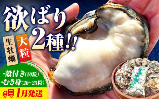 【1月29日（水）着】牡蠣 生食 むき身 殻付き 大粒でぷりっぷり！【生牡蠣】【着日指定可能】かきうちの 牡蠣 むき身 500g＆殻付き 10個 牡蠣 かき カキ むき身 生牡蠣 広島 江田島市/株式会社かきうち[XBK004] 1660930 - 広島県江田島市