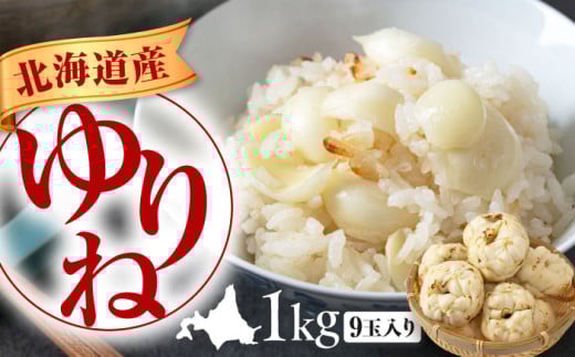 [11月中旬以降順次発送]ゆり根 1kg(9玉・ギフト箱入り)[喜茂別町] [Aコープようてい] ユリ根 ユリネ 北海道 季節の野菜 冬野菜 ギフト プレゼント 産地直送