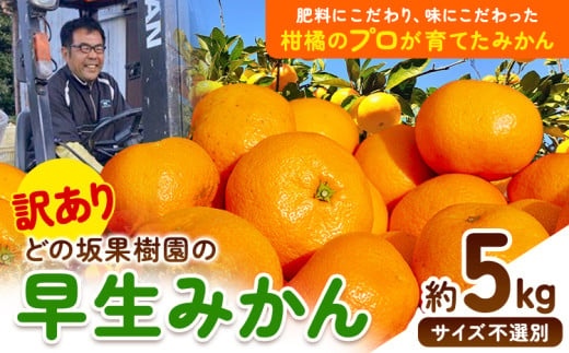 和歌山県日高川町のふるさと納税 ＜先行予約＞訳あり 早生 みかん 5kg ( サイズおまかせ ) どの坂果樹園《12月上旬-1月末頃出荷》 和歌山県 日高川町 みかん ご家庭用 期間限定 フルーツ 旬 柑橘 サイズ 不選別 ミカン ５キロ 訳ありみかん わけありみかん 早生みかん