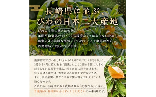 千葉県南房総市のふるさと納税 【先行受付 2025年5月下旬～6月中旬発送予定】房州びわ(露地)12粒入2Lサイズ以上1箱 mi0010-0010 【 びわ フルーツ 旬 季節 果物 瑞々しい お取り寄せ グルメ】