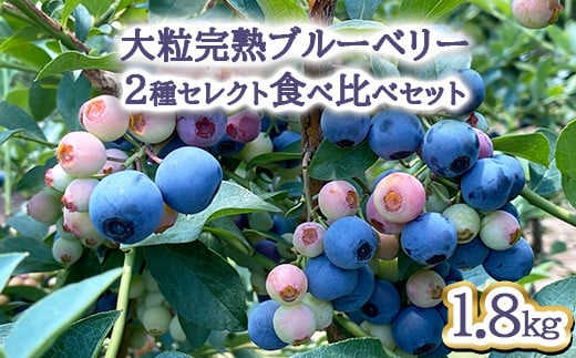 【先行予約30セット限定】大粒完熟ブルーベリー2種セレクト食べ比べセット ※2025年7月中旬～8月中旬頃に順次発送予定 ※離島への配送不可