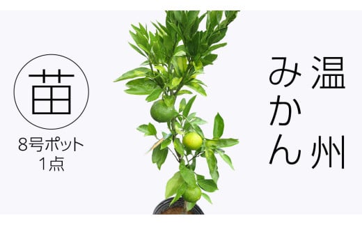 温州みかんの苗  8号ポット 1点 家庭 で 園芸 鉢植え 苗 庭木 果樹 ガーデニング 植物 確実園