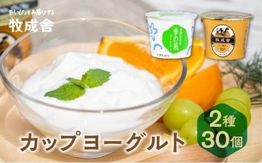 【通常配送】＜牧成舎＞ 飛騨の牛乳屋のこだわりヨーグルト (30個セット)  | おいしい ヨーグルト 食品 健康 濃厚 朝食 牧場 発送時期が選べる 飛騨高山 DF012VC13