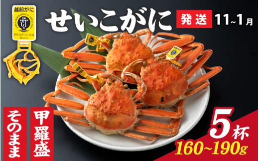 【先行予約】選べる！美味しさ直送【成前特選】せいこがに（160g～190g）×5杯【11月～1月発送】 甲羅盛 [G-028043_07] 1367154 - 福井県福井市