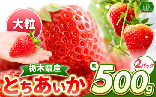 とちあいか 大粒 500g以上 | いちご日本一 ミス苺 応援 農林水産省 最多獲得 秀品 とちおとめ とちあいか 食べ比べ 数量 限定 共通 返礼品 ストロベリー 人気 果物 フルーツ 限定品種 栃木県 特産品 下野市 送料無料