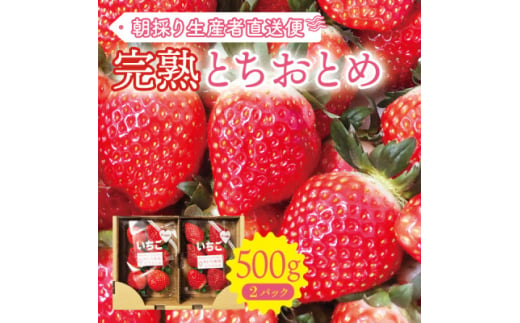 ＜完熟とちおとめ 500g＞糖度15℃以上の宮城県産いちご 約250g×2パック 置き並べ【1548028】 1675518 - 宮城県宮城県庁