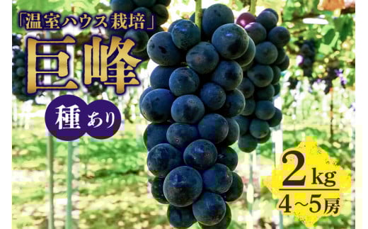 【 2025年 先行予約 】 「温室ハウス栽培」 巨峰 2kg ( 種あり ) 久家ぶどう園 4房 ～ 5房 ぶどう ブドウ 有機 肥料 ハウス 栽培 国産 果物 くだもの 葡萄 フルーツ 2キロ 7月 発送 夏 旬 品種 茨城県産 産地直送 産直 農家直送 冷蔵 茨城県 石岡市 (G170) 791525 - 茨城県石岡市