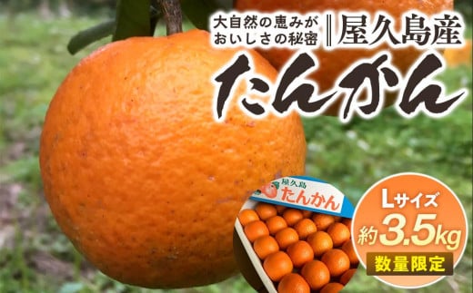 2025年 屋久島産たんかん 約3.5kg・Lサイズ＜先行予約／数量限定＞