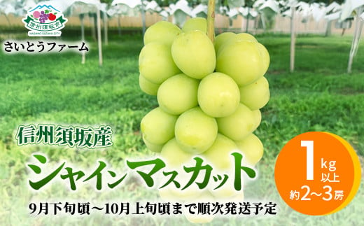 [No.5657-3899]信州須坂産 シャインマスカット1kg以上 (約2～3房) 《さいとうファーム》■2025年発送■※9月下旬頃～10月上旬頃まで順次発送予定 1227043 - 長野県須坂市