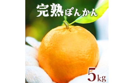 【先行予約】完熟ぽんかん<5kg> F109 324750 - 高知県東洋町