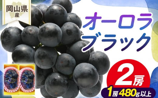 ぶどう 2025年先行予約 岡山県産 オーロラブラック2房(1房480g以上)　化粧箱入り 1329080 - 岡山県岡山市