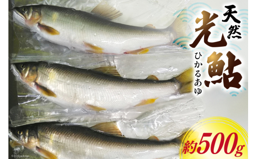 【数量限定】 宮崎県 美郷町 天然 鮎 約500g [小丸川天然鮎工房hikaru 宮崎県 美郷町 31af0005] 数量限定 あゆ アユ 急速 冷凍 宮崎県産 小丸川 送料無料