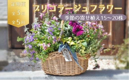 [選べる回数]季節のお花が楽しめる☆お花屋さんの定期便 3回 5回 ブリコラージュフラワー 寄せ植え 15~20株