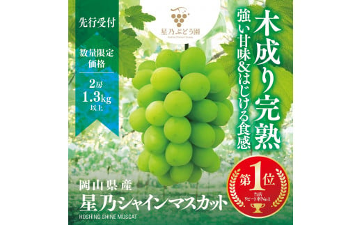 星乃シャインマスカット 岡山県産 1.3kg以上 2房 1641265 - 岡山県岡山市