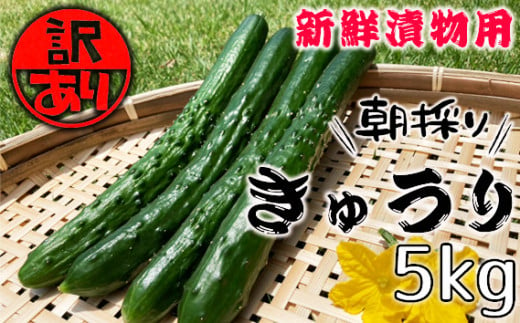 No.518 【訳あり】朝採れ新鮮漬物用きゅうり　5kg ／ キュウリ 胡瓜 野菜 漬け物 埼玉県