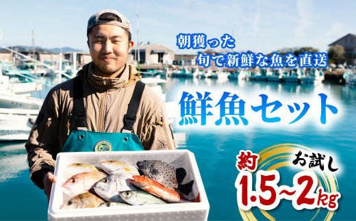 産地直送！ 海陽町より旬の魚をお届け！ 鮮魚セット お試し 約1.5～2kg  詰め合わせ 