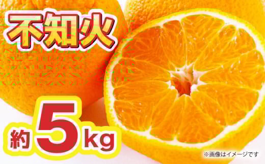 【先行予約】不知火 約5kg【くまふる】柑橘 果物 熊本県  [ZBG010]