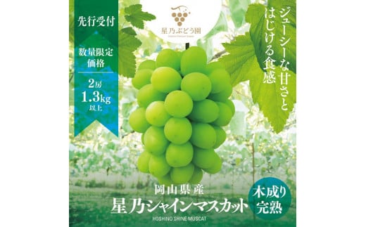 星乃シャインマスカット 岡山県産 1.3kg以上 2房