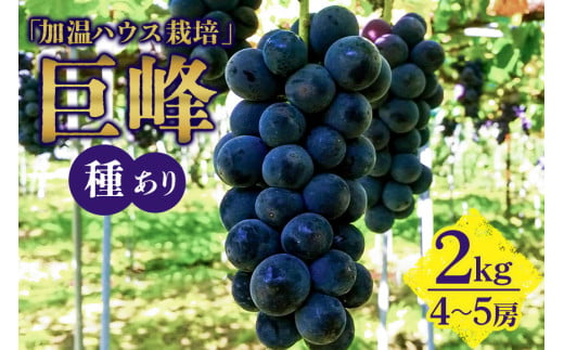 【 2025年 先行予約 】 「加温ハウス栽培」 巨峰 2kg（ 種あり ） 久家ぶどう園 2房 ぶどう ブドウ 有機 肥料 ハウス 栽培 国産 果物 くだもの 葡萄 フルーツ 2キロ 8月 9月 発送 夏 旬 品種 茨城県産 産地直送 産直 農家直送 冷蔵 茨城県 石岡市 (A04-006)