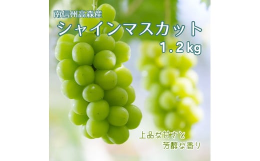 【南信州高森産】シャインマスカット1.2kg＜2025年9月中旬より発送＞ 1333016 - 長野県高森町