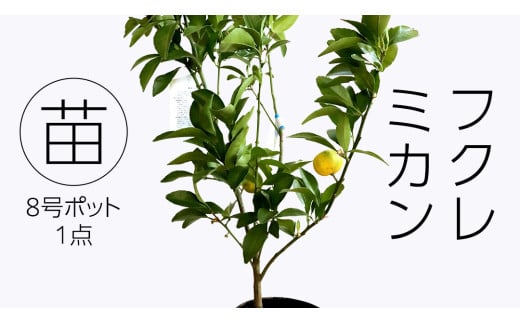 フクレミカンの苗 8号ポット 1点 家庭 で 園芸 鉢植え 苗 庭木 果樹 ガーデニング 植物 確実園