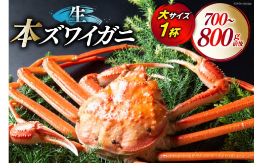 カニ 【漁師厳選】 生 本ズワイガニ 大サイズ 1杯 （700g～800g前後） [聖徳丸 富山県 朝日町 34310457] 本ズワイ 姿 本ずわいがに ズワイ 活 活カニ