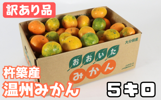 【訳あり品】杵築産 温州みかん 5kg ／ みかん 柑橘類 訳あり 5kg 12月 1月 温州みかん フルーツ ＜132-016_6＞