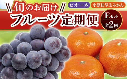 【旬のお届け フルーツ定期便 2回】Eセット ピオーネ 約1.2kg 小原紅早生みかん 約4.5kg ぶどう みかん 旬 フルーツ 果物 国産 香川県 F5J-783