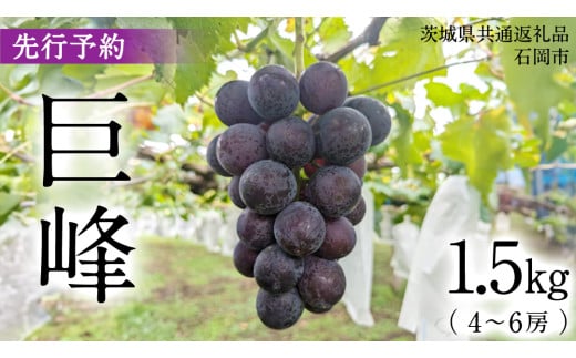 【2025年9月上旬発送開始】 巨峰 1.5kg ( 種あり 4～6房 )( 茨城県共通返礼品 石岡市 ) 数量限定 ぶどう ブドウ 果物 フルーツ 旬 人気 産直 採れたて 新鮮 国産 産地直送 [FB001sa]