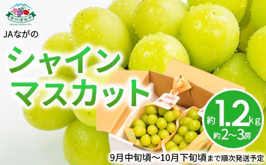 [No.5657-2744]シャインマスカット約1.2kg (約2～3房) 《JAながの》■2025年発送■※9月中旬頃～10月下旬頃まで順次発送予定 1060280 - 長野県須坂市