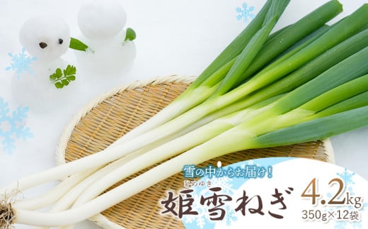 【令和7年1月上旬～発送・予約】雪の中からお届け！姫雪ねぎ 4.2kg（350g×12袋） すくすくやさい畑　軟白ねぎ 長葱