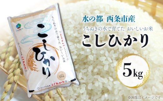 令和6年産 西条産のお米 「コシヒカリ」（５kg）　こしひかり 米 精米