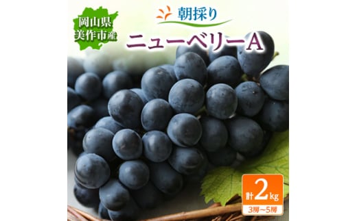 ＜2025年先行受付＞朝採りニューベリーA　2kg(3房～5房)【1117969】 775994 - 岡山県美作市