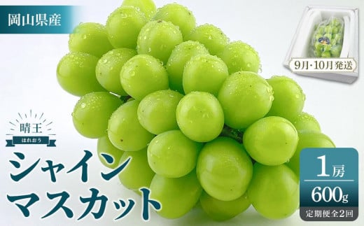 2025年　先行予約　受付中　シャインマスカット 晴王 １房 約600ｇ２回 定期便　9月・10月に1回ずつ発送　【岡山県産 種無し 皮ごと食べる みずみずしい 甘い フレッシュ 9月～10月発送 晴れの国 おかやま ぶどう 葡萄 マスカット 果物大国 彩美菜果 岡山県 倉敷市 おすすめ 人気】 1677463 - 岡山県岡山市