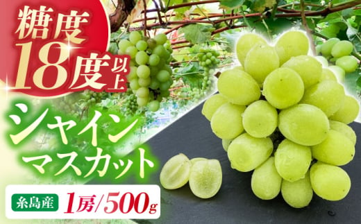 【糖度18度以上】 糸島産 シャインマスカット 1房 500g 糸島市 / 和饗エコファーム フルーツ 果物 [AVI006]