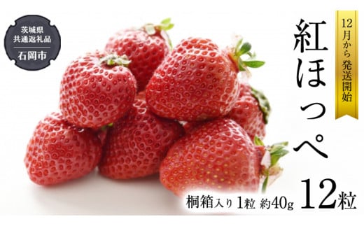 紅ほっぺ いちご 桐箱入り 12粒 【2024年12月から発送開始】 （茨城県共通返礼品 [いちご]：石岡市産） フルーツ 果物 デザート イチゴ 苺 季節 桐箱 贈答