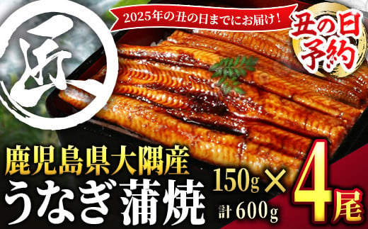 725-3B 【土用の丑の日予約】鹿児島県大隅産うなぎ蒲焼４尾（600g）【2025年7月19日までに順次発送】国産本格うなぎ鰻蒲焼鹿児島 冬うなぎ 1600022 - 鹿児島県鹿屋市