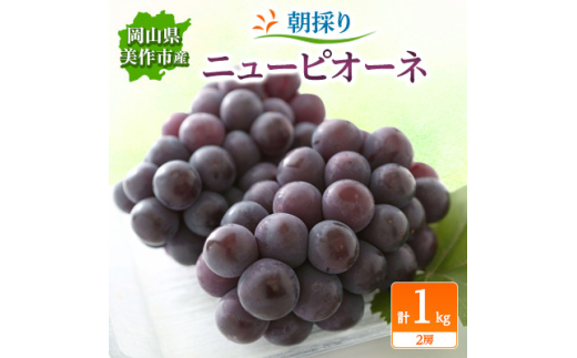 ＜2025年先行受付＞朝採りニューピオーネ　1kg(2房)【1142638】 777616 - 岡山県美作市