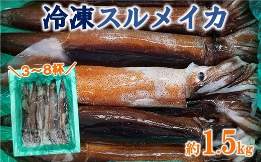  冷凍スルメイカ 約1.5kg （3～8杯） いか 刺身 いか塩辛 いかめし 394277 - 岩手県普代村