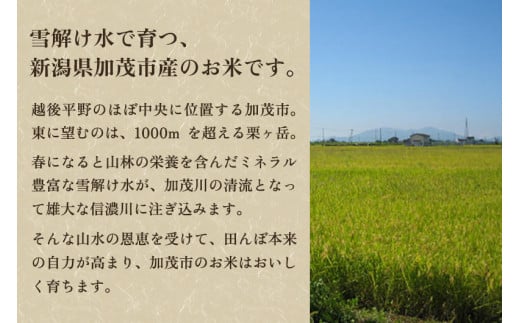 新潟県加茂市のふるさと納税 【令和6年産新米】【定期便6ヶ月毎月お届け】新潟県加茂市産コシヒカリ 精米3kg 白米 加茂有機米生産組合 定期便