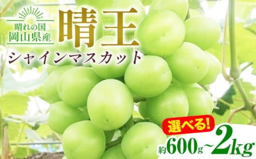 シャインマスカット晴王 選べる 約600g 約700g[特選]約1kg 約2kg 橋田商店有限会社[2025年9月中旬-11月中旬頃出荷] 岡山県 浅口市 岡山県産 ぶどう フルーツ 果物 くだもの マスカット 送料無料[配送不可地域あり]